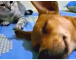 Dog Farts While Sleeping But The Cat’s Comeback Has Audiences Going Wild