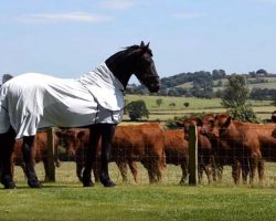 Majestic Horse Spots Neighbors’ Cows At Fence With Scene That Follows Winning Over The Internet