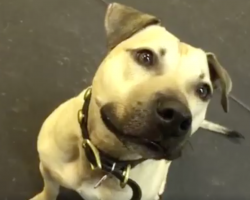 Rescue Pit Bull’s First Snack Gives Him A Serious Case Of The Zoomies