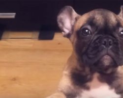 He doesn’t allow his dog to sit on the couch, so the tiny puppy has best response