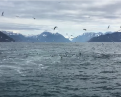 Man Filming Seagulls Suddenly Captures Once In A Lifetime Moment