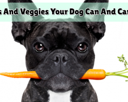 15 Fruits And Veggies Your Dog Can And Cannot Eat