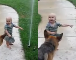 German Shepherd Afraid Of Water Sprinkler Until Toddler Shows Him It’s OK