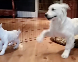 Golden Retriever And Baby Goat Meet For The First Time, And The Pup Loses It