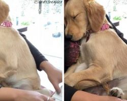 Watch This Sweet Golden Retriever Puppy Get Serenaded to Sleep by Her Human