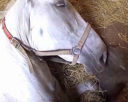 Heroes Rescue Horse Who Accidentally Fell Into A Maintenance Pit In Barn