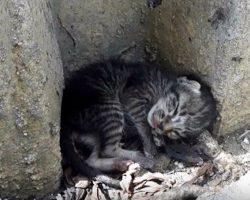Homeless Cat Lying Half Day Aside of Street…Now watch when he gets a real bed!