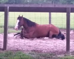 Baby Goats Have Time Of Their Lives Jumping On Patient Horse