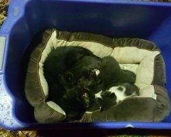 ‘Mom’ Cat Was Found Protecting Kittens In The Cold. But It Turns Out The Cat Isn’t Who They Thought