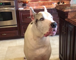 Dinner Is Late, And Max The Great Dane Is One Unhappy Dog