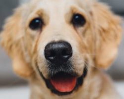 10 Surprising And Secret Ways Dogs Say ‘I Love You’