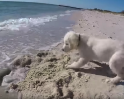 Puppy Gets Angry When The Ocean Ruins The Hole He Worked So Hard To Dig