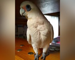 Mom tells him he can’t go outside, so cockatoo throws the most hilarious temper tantrum