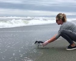 Penguin Is Released Back Into Wild When He Suddenly Turns For Stirring Goodbye No One Saw Coming