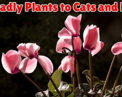 15 Deadly Toxic Plants to Cats and Dogs