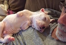 Foster Dad Who Refused To Euthanize This Puppy Heartbroken After What The Vet Tells Him