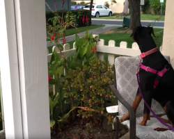 Recently Adopted Shelter Dog Patiently Awaits Owner To Return Home