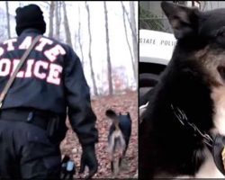 Cop Rescues “Unadoptable” Shelter Dog But 4 Years Later Blood Runs Cold When He Makes Discovery In The Woods