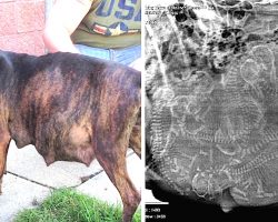 Pregnant Pit Bull refused to give birth when foster mom sees in her ultrasound