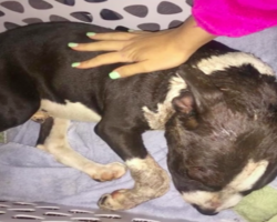 Bait Puppy Collapses In Front Of Stranger’s House, Homeowner Rushes To Save His Life