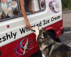 This Alaskan Malamute Waits For The Ice Cream Truck Every Single Day