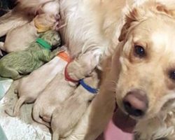 Golden Retriever Gave Birth To 8 Pups — when owner sees the 9th she loses her breath