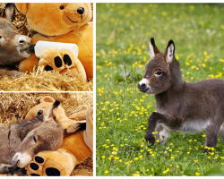 These 16 Baby Donkeys Are All You Need Right Now. Heee-Awwww!
