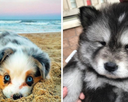 18 Adorable Puppies For Your Viewing Pleasure