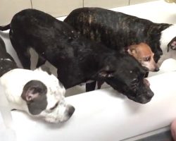 He Pours Water On 4 Rescue Babies. But Look Closely Into Their Eyes… This Is INCREDIBLE!