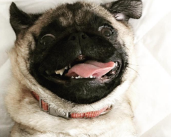 24 Hilarious Moments Only Pug Owners Can Relate To