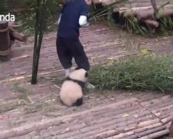 Adorable Baby Panda Trying To Play With Its Babysitter Has Gone Viral