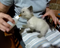 This thirsty little kitten is “meowing” for some milk, and the sound he’s making is the weirdest we’ve ever heard