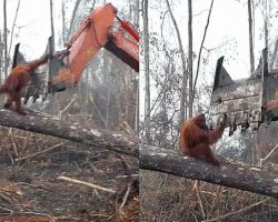 Heartbreaking Footage of Orangutan Trying to Fight off Excavator that is Destroying his Home