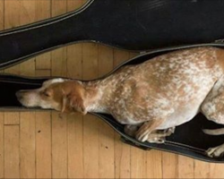 15 photos that prove dogs can fall asleep just about anywhere