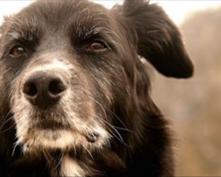 7 Reasons To Consider Adopting A Senior Dog
