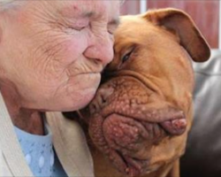 29 Beautiful Photos That Capture The Lives Of Dogs Around The World