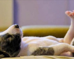 15 Puppies Sleeping In the Cutest Positions Ever
