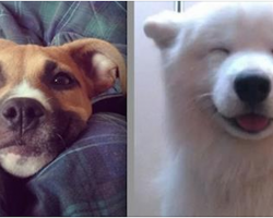 16 Happy Dogs Who Know How To Brighten Up A Room With A Smile