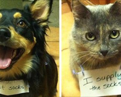 20 Adorable But Naughty Pet “Criminal” Duos