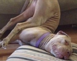 10 Dogs Who Do Not Know the Meaning of Awkward