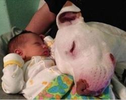 10+ dogs who have fallen in love with their little humans