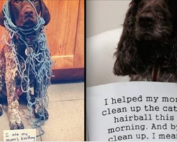 17 Naughty Dogs Who Know Just How To Help Mom