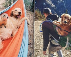 25 Dogs Who Love Nothing More Than Camping With Their Humans