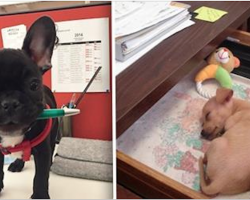 18 Of The Cutest Reasons Why You Want To Bring Your Dog To Work