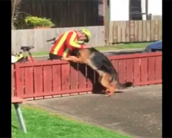 This Dog And Mailman Share A Beautiful Friendship – And Its Heartwarming!