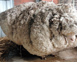 Hikers Saw A Sheep Struggling To Walk – With 90 Pounds Of Overgrown Wool
