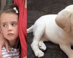 Evil Thieves Stole New Puppy From Loving Family…But They Didn’t Know Puppy’s Big Secret