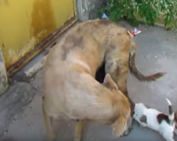 Stray Dog Risks Her Life For Her Puppies, Thanks Rescuers For Saving Them All