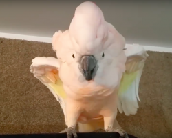 Cockatoo Refuses To Go To Her Cage, Throws Hilarious Temper Tantrum