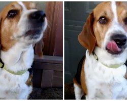 Dog Smells His Favorite Thing, Shakes Uncontrollably When Dad Says It’s For Him